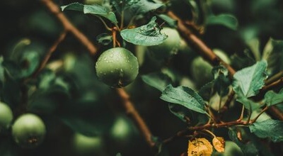 Фрукти, які можна збирати незрілими