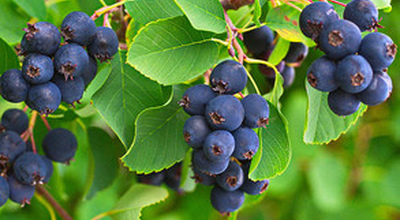 Дерево Ірги (Amelanchier)