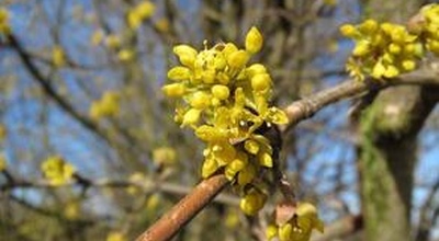 Дерево Кизилу