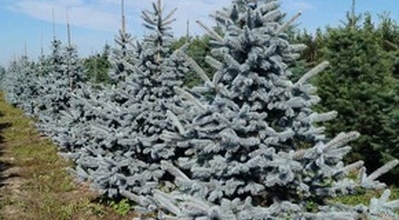 Плакуча блакитна Ялина